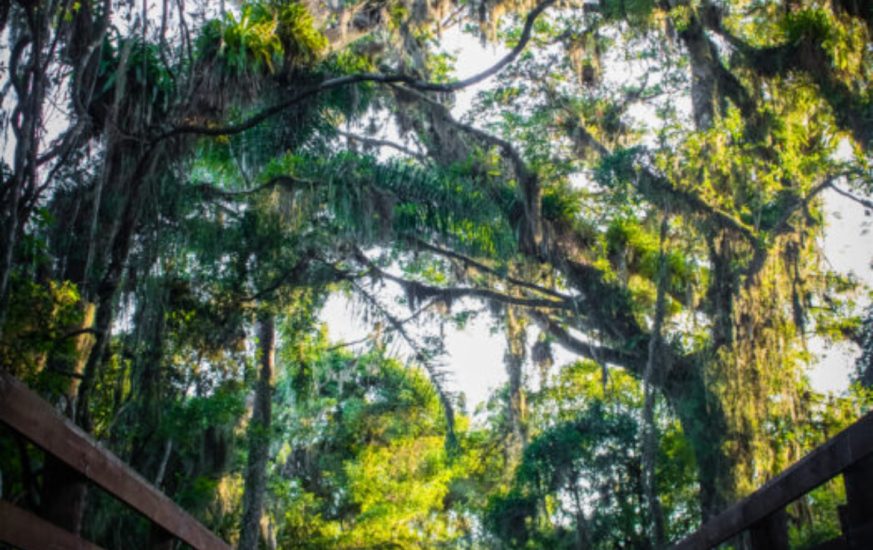 Acqualokos Moguitur (2)