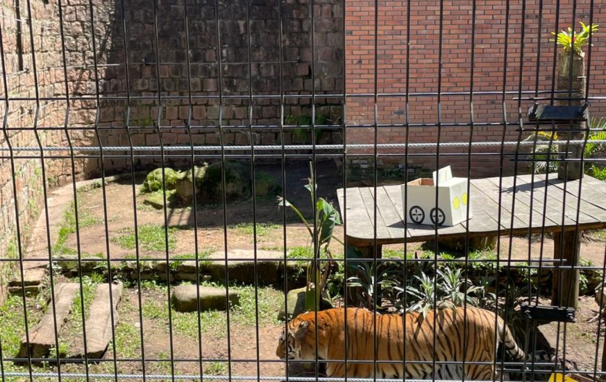 zoo dia das crianças_19
